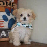 Otho Maltipoo 03