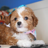 Penny Cavapoo 01