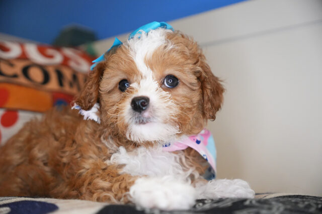 Penny Cavapoo 01