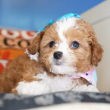 Penny Cavapoo 02