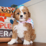 Penny Cavapoo 03