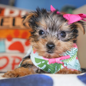 Perlita Yorkshire Terrier 01