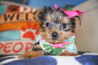 Perlita Yorkshire Terrier 01