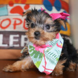 Perlita Yorkshire Terrier 02