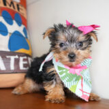 Perlita Yorkshire Terrier 04