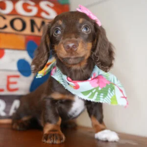 Phoebe Miniature Dachshund 01