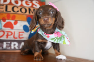 Phoebe Miniature Dachshund 01