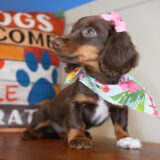 Phoebe Miniature Dachshund 02