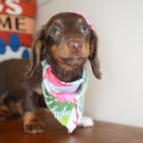 Phoebe Miniature Dachshund 03