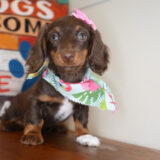 Phoebe Miniature Dachshund 04