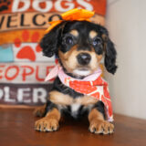 Pricilla Miniature Dachshund 02