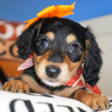 Pricilla Miniature Dachshund 03