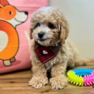 Ralph Maltipoo 01