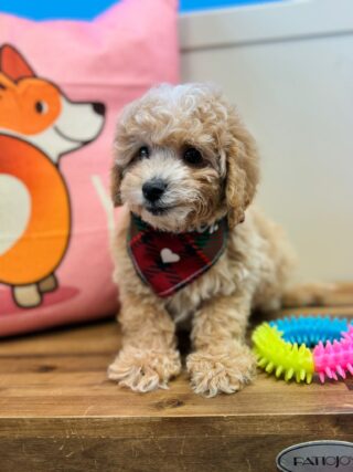 Ralph Maltipoo 01