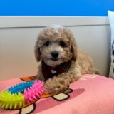 Ralph Maltipoo 02