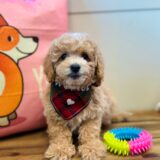 Ralph Maltipoo 03