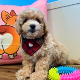 Ralph Maltipoo 04