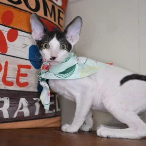 Ramses Cornish Rex 01