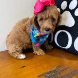 Rose Miniature Goldendoodle 02