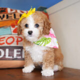 Sally Cavapoo 03