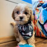 Slinky Maltipoo 01