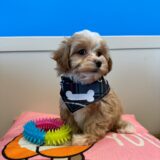 Slinky Maltipoo 02