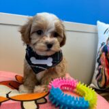 Slinky Maltipoo 03