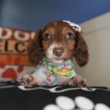 Sonic Miniature Dachshund 03