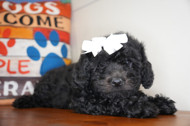 Stella Cockapoo 03