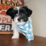 Sweeney Morkie 03