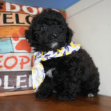 Taran Miniature Poodle 01