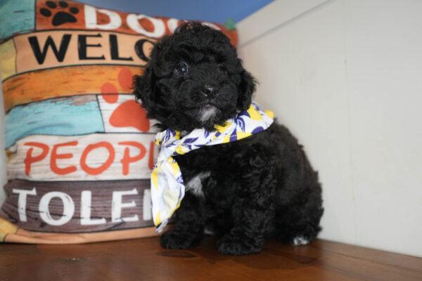 Taran Miniature Poodle 01