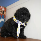 Taran Miniature Poodle 02