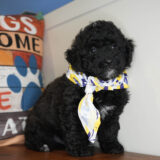 Taran Miniature Poodle 03