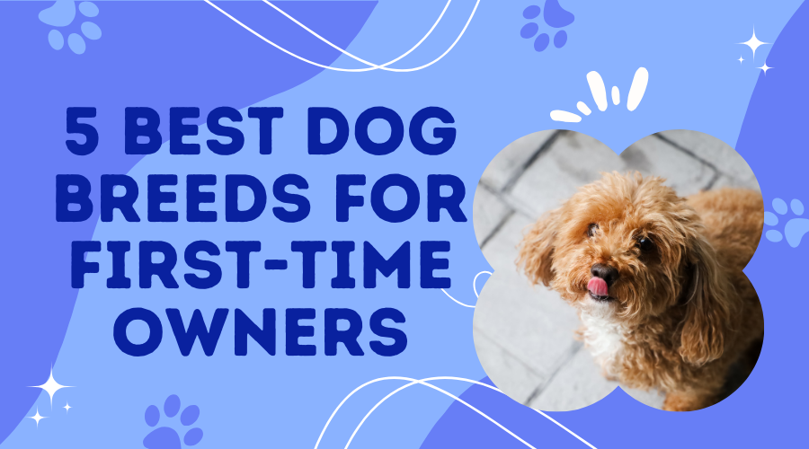 The 5 Best Dog Breeds for First-Time Owners (And Why They’re Perfect!)