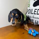 Theodore Miniature Dachshund 01