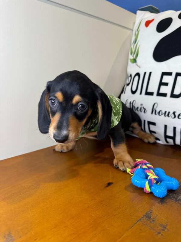 Theodore Miniature Dachshund 01