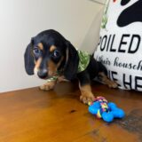 Theodore Miniature Dachshund 02