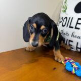 Theodore Miniature Dachshund 03