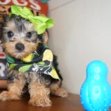 Tiny Yorkshire Terrier 02