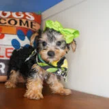 Tiny Yorkshire Terrier 03