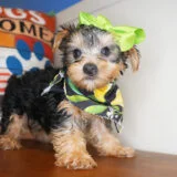 Tiny Yorkshire Terrier 04