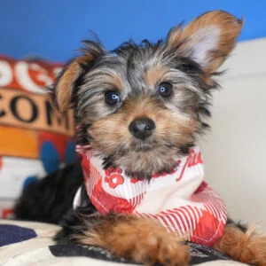 Toby Yorkshire Terrier 01