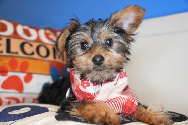 Toby Yorkshire Terrier 01