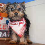 Toby Yorkshire Terrier 02