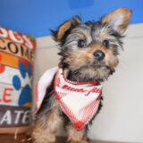 Toby Yorkshire Terrier 04