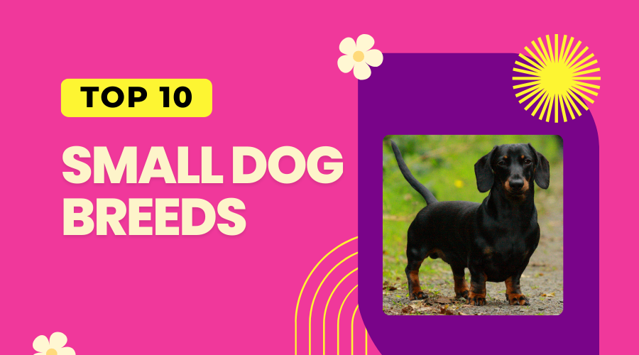 Top 10 Small Dog Breeds and Why They Make Perfect Companions