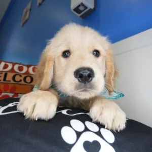 Tyrion Golden Retriever 01