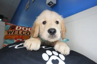 Tyrion Golden Retriever 01