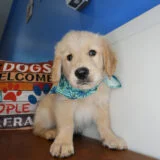 Tyrion Golden Retriever 02